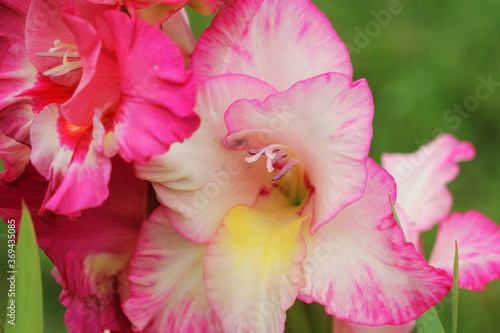 Pink gladioles Gladiolus flower. Spring garden with gladioles . Groups gladioles, sword lily, sword grass of green background photo