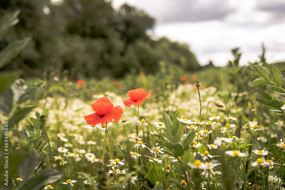 poppies and daisies in the field