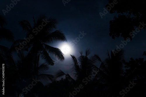 Silhouettes of palm trees on the background of a bright moon in the sky