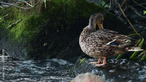 Mallard female standing on the rock in the river and clean her feathers, summer, (anas platyrhynchos), germany photo