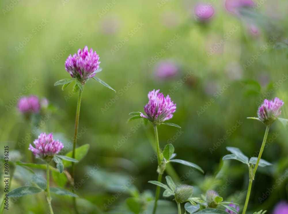 Pink clover growing on a flower meadow. Pink clover growing on a flower meadow.