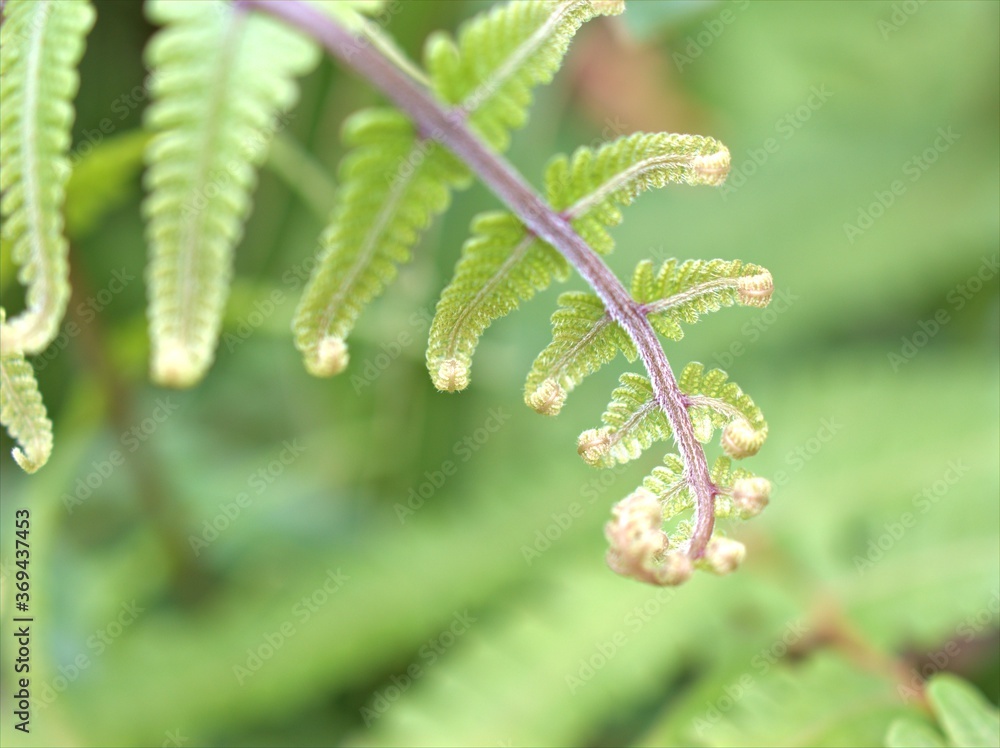 Closeup green leaf of fern plant in garden with blurred background ,macro image ,nature leaves, soft focus Closeup green leaf of fern plant in garden with blurred background ,macro image ,nature leaves, soft focus