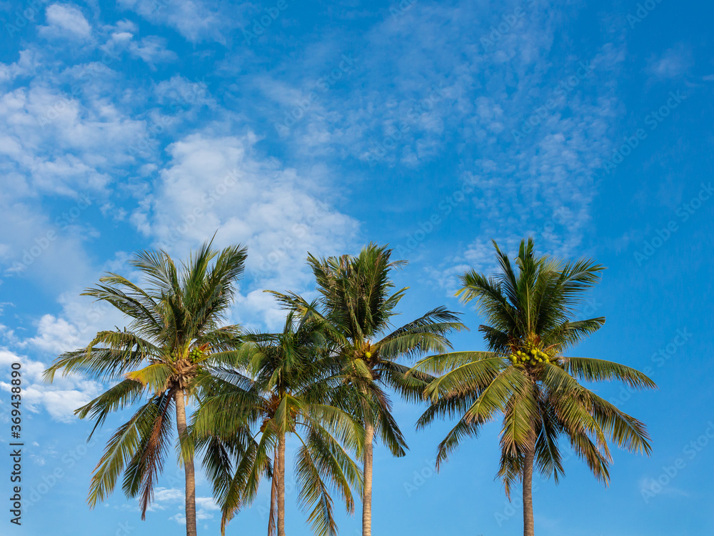 Palm trees with coconuts on blue sky background with copy space. Koh Pangan island, Thailand.