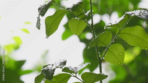 Leaf with drop of rain water with green background.
