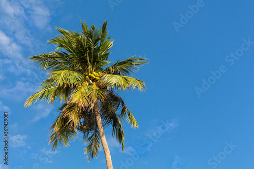 A palm tree with coconuts on blue sky background with copy space. Koh Pangan island, Thailand.