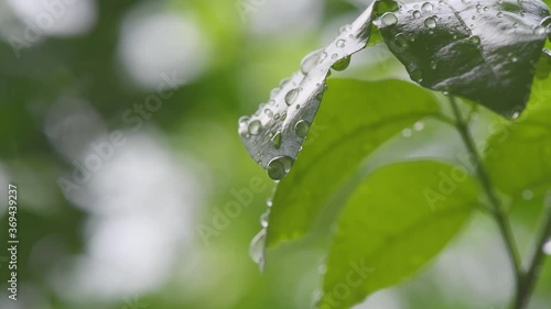 Leaf with drop of rain water with green background.