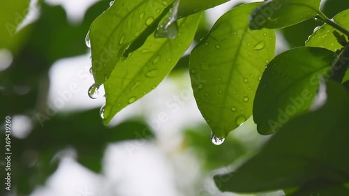 Leaf with drop of rain water with green background.