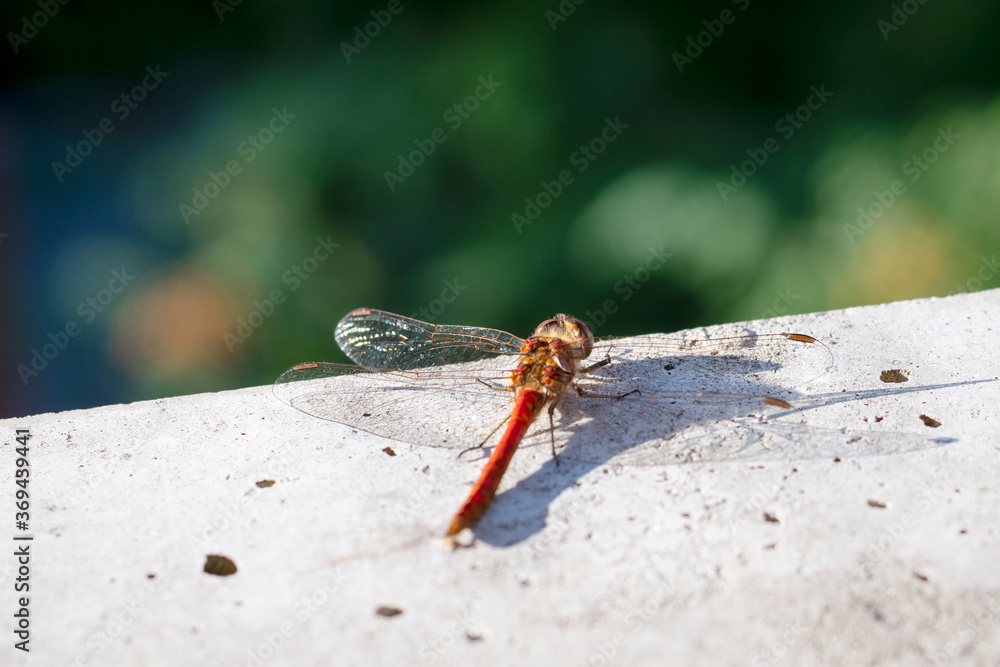 close up of a dragonfly resting in the sun close up of a dragonfly resting in the sun