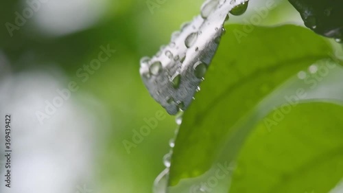 Leaf with drop of rain water with green background.