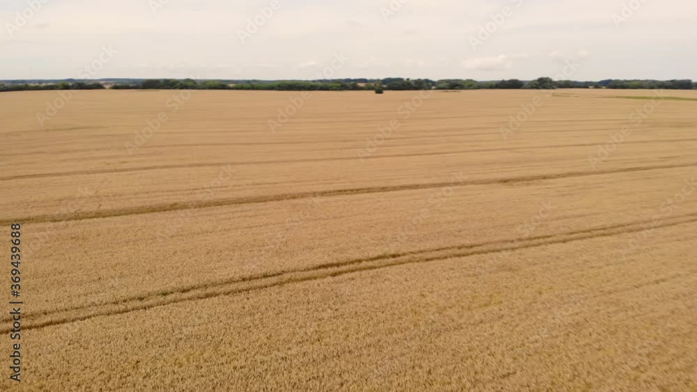 Aerial View of Natural Golden Wheat Field. Farmland Sunset Nature Landscape Agriculture. Yellow Wheat Stalks. Flying Over Beautiful Natural Wheat field. Nature Rural Landscape Aerial View of Natural Golden Wheat Field. Farmland Sunset Nature Landscape Agriculture. Yellow Wheat Stalks. Flying Over Beautiful Natural Wheat field. Nature Rural Landscape