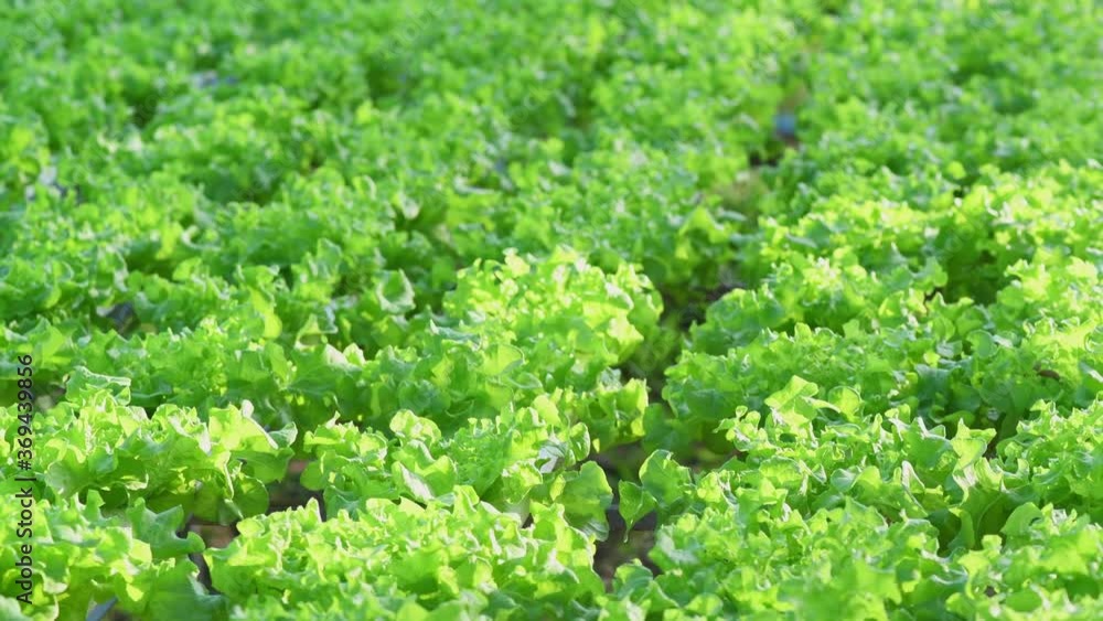 Green lettuce plants in growth at field,Organic romaine lettuces farm. Green lettuce plants in growth at field,Organic romaine lettuces farm.