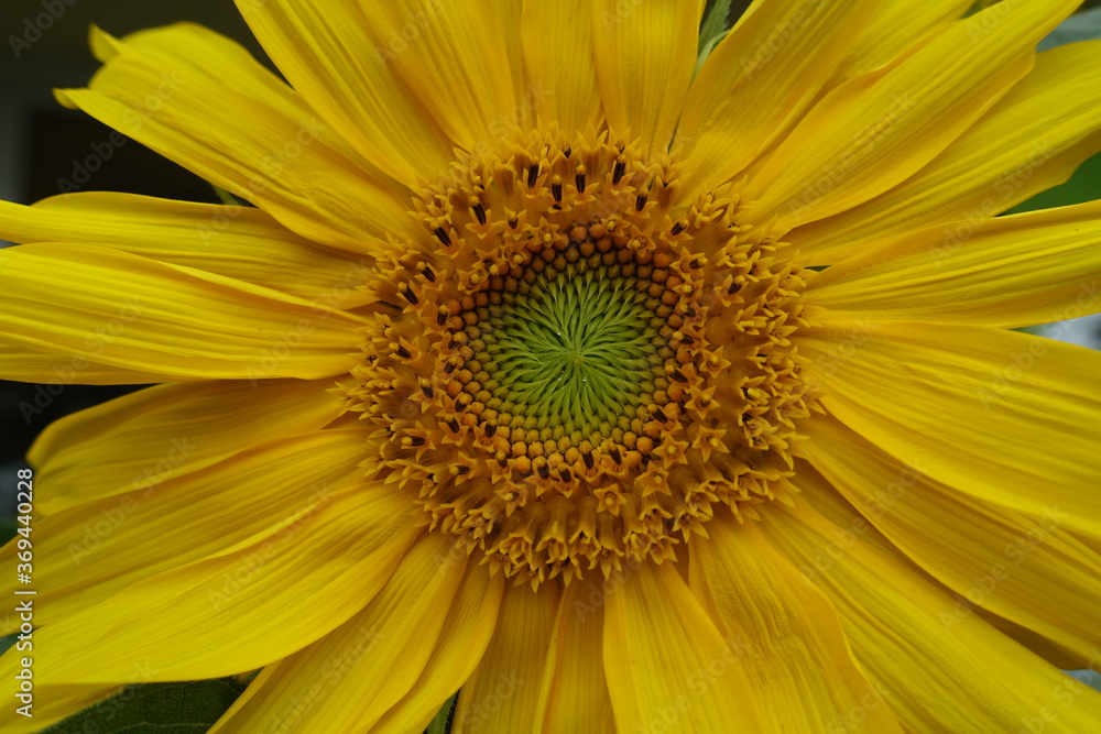 sunflower close up sunflower close up