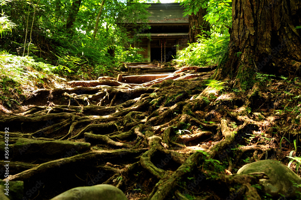 中尊寺境内に生命力を感じる大木と根 foto de Stock Adobe Stock