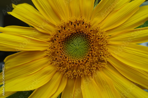 sunflower close up