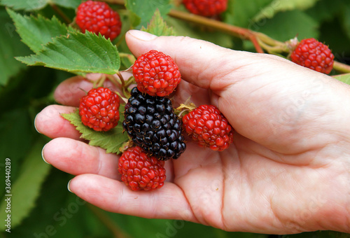 Fruits of Rubus in a hand