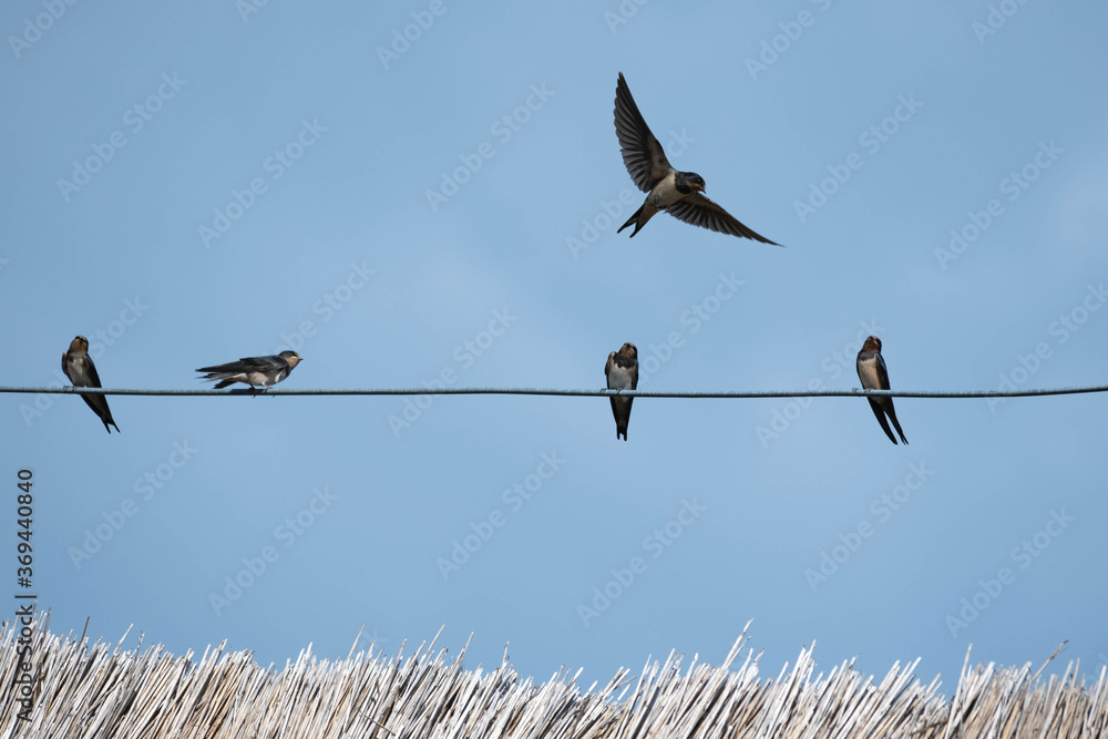 swallows sitting on an electric wire swallows sitting on an electric wire