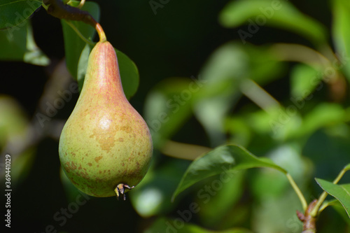 A pear ripening on a pear tree in an orchard in the U.K.