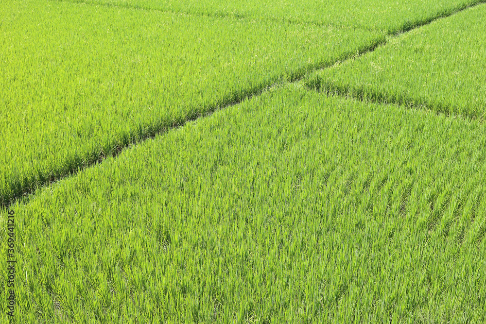 Green rice fields nature background