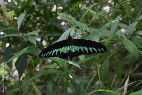 Butterfly Park in Kuala Lumpur, Kuala Lumpur, Malaysia