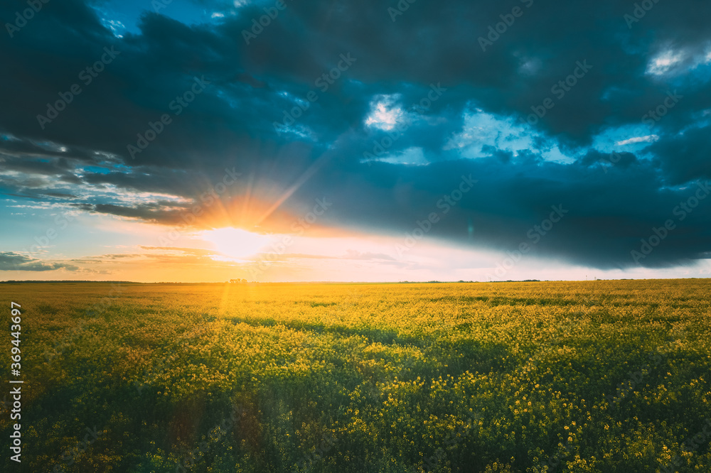 Obraz premium Sunshine During Sunset Above Rural Landscape With Blooming Canola Colza Flowers. Sun Shining In Dramatic Sky At Sunrise Above Spring Agricultural Rapeseed Field