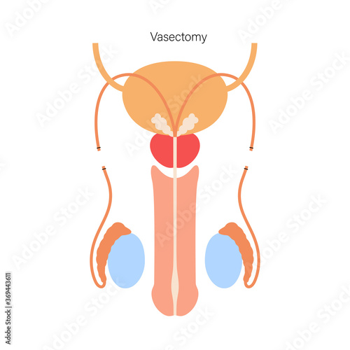 Reproductive system concept photo