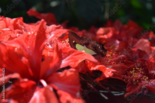 Butterfly Park in Kuala Lumpur, Kuala Lumpur, Malaysia