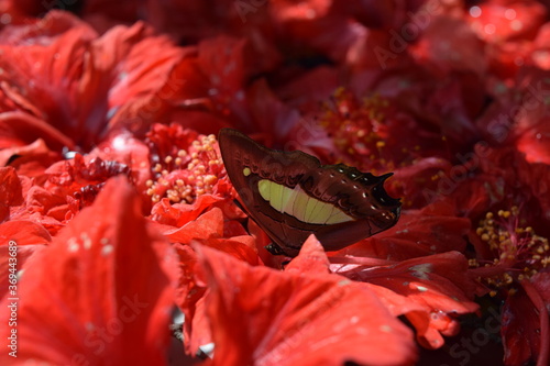 Butterfly Park in Kuala Lumpur, Kuala Lumpur, Malaysia