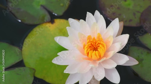 water lily in the pond