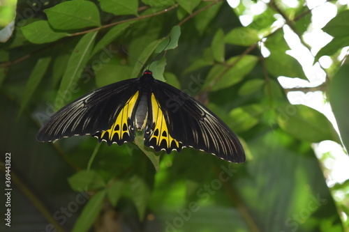 Butterfly Park in Kuala Lumpur, Kuala Lumpur, Malaysia