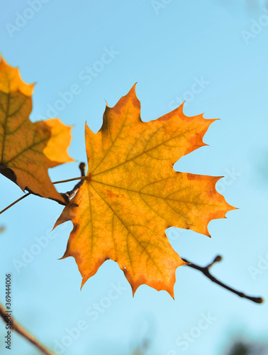 The autumn leaves on background.