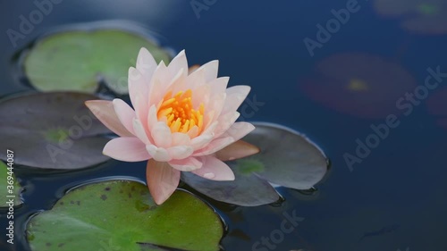 water lily in the pond