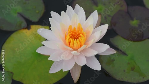 white water lily