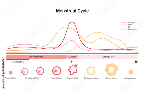 Human fertility concept photo