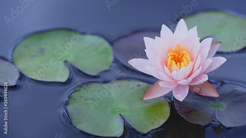 water lily in a pond