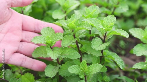 Closeup shot, Agriculture and the cultivation of peppermint trees,Using the hands touch the mint leaves, inspecting the quality of plants and vegetables,He checks that there are no pest on leaves.