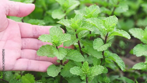 Closeup shot, Agriculture and the cultivation of peppermint trees,Using the hands touch the mint leaves, inspecting the quality of plants and vegetables,He checks that there are no pest on leaves.