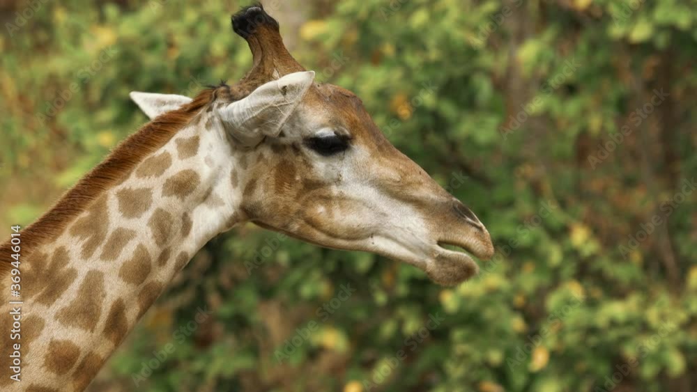 Close up portrait of a funny giraffe that chewsing leaves. Wildlife and nature stock footage. Close up portrait of a funny giraffe that chewsing leaves. Wildlife and nature stock footage.