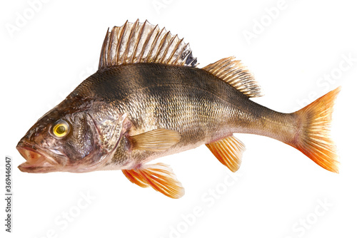 Perch fish, (perca fluviatilis), predatory fish, isolated on white background