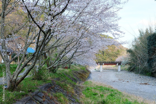 Beautiful cherry blossom at SHizuoka village  Japan. In Japan  the appearance of cherry blossoms  known as sakura  signals the beginning of spring. 