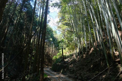 Bamboo path at Fujieda  Japan