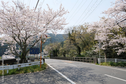 Canvas Print Beautiful cherry blossom at SHizuoka village, Japan