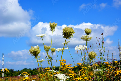 Wildflowers and daisies close-up against a blue sky and white clouds. Prairie grasses grow in the open air. Beautiful natural summer landscape.