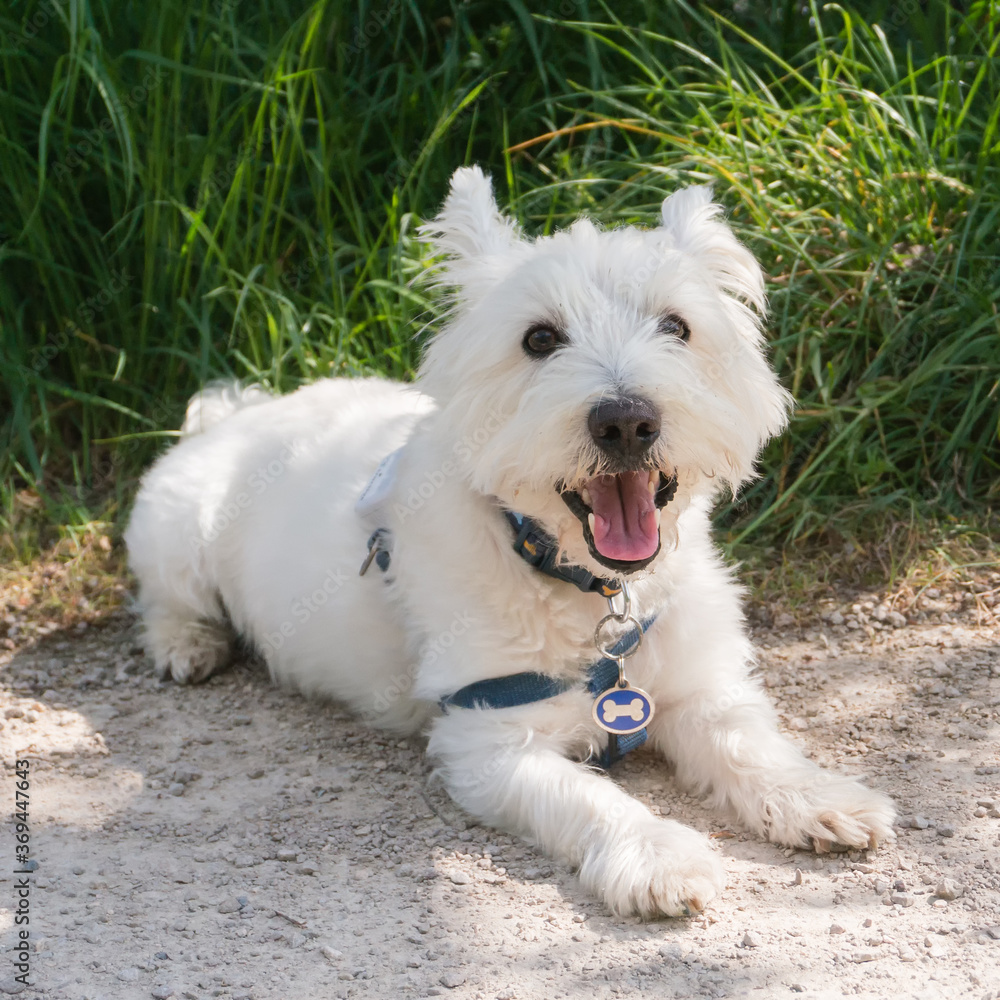 Cute smiling westie dog laying on a gravel path outside in the sunshine 