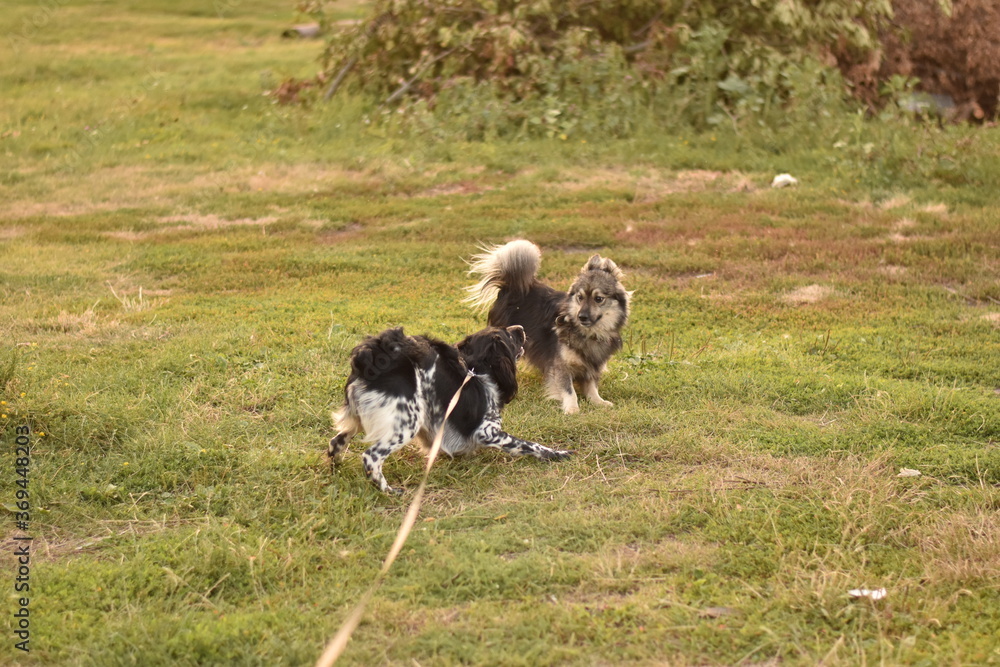 dog russian spaniel for a walk dog russian spaniel for a walk
