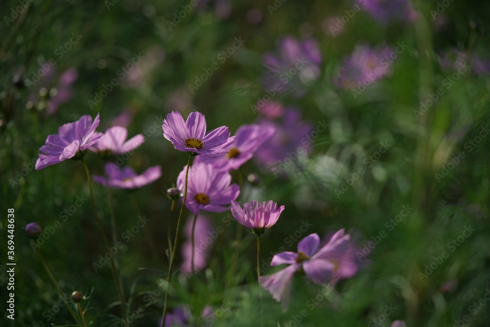 Fototapeta premium Light Pink Flower of Cosmos in Full Bloom