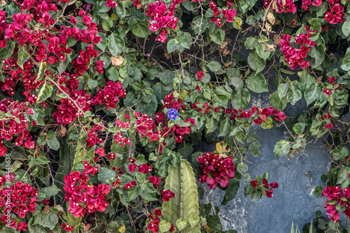 red and green leaves