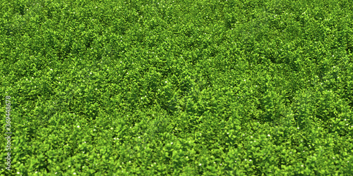 solid carpet of green grass close-up