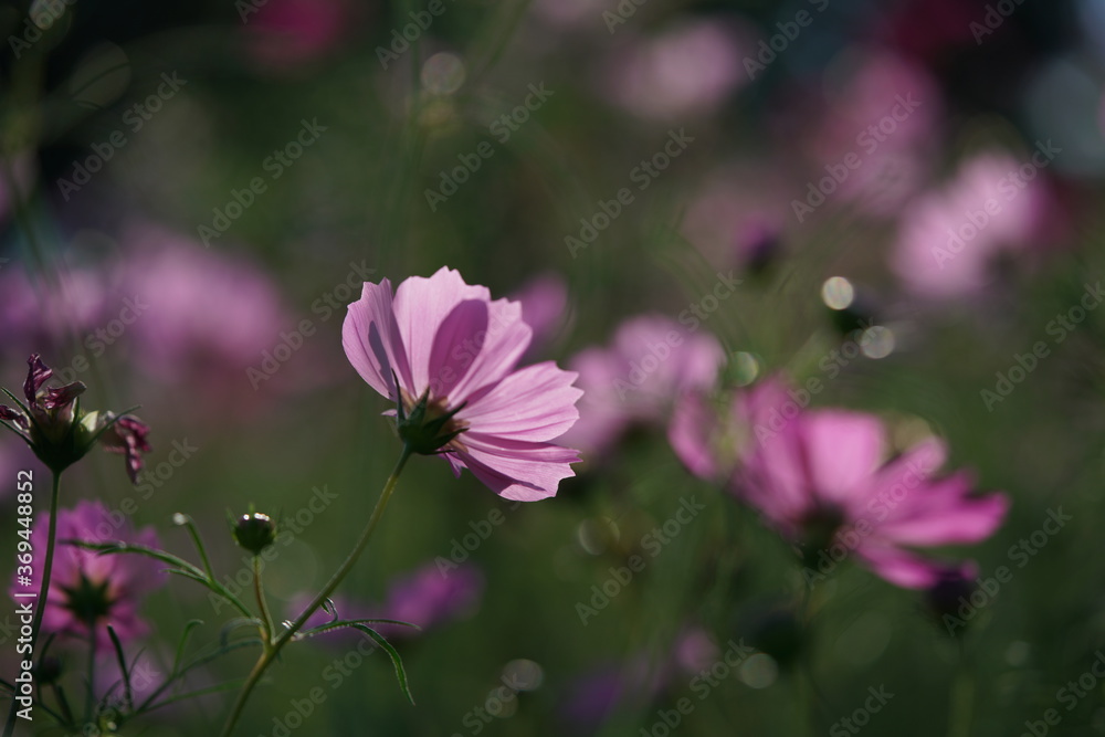 Fototapeta premium Light Pink Flower of Cosmos in Full Bloom 
