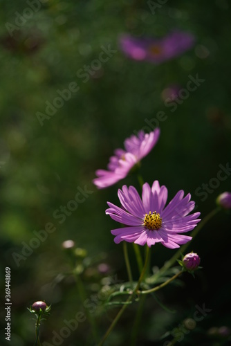 Light Pink Flower of Cosmos in Full Bloom 