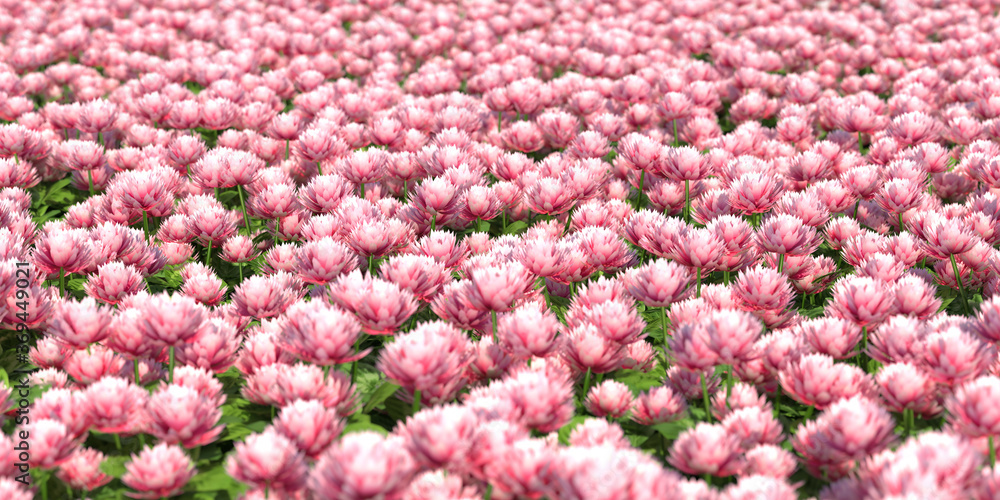 solid carpet of pink flowers close-up